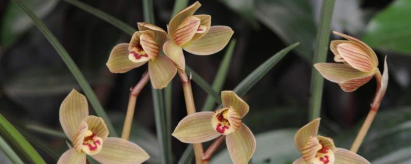 永昌金荷賣多少一苗，是什么花？