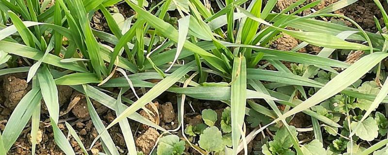 怎樣用尿素除草，多長時間見效