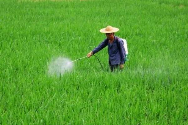 治灰霉病的農(nóng)藥特效藥有哪些