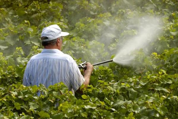 治灰霉病的農(nóng)藥特效藥有哪些