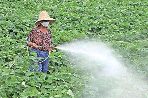 治灰霉病的農(nóng)藥特效藥有哪些