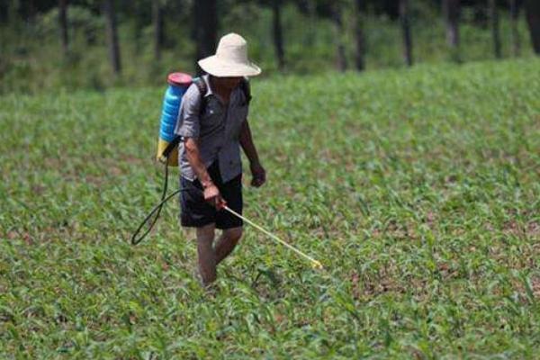 治灰霉病的農(nóng)藥特效藥有哪些