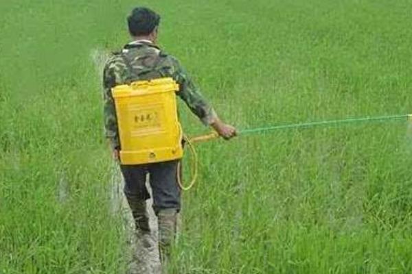 治灰霉病的農(nóng)藥特效藥有哪些