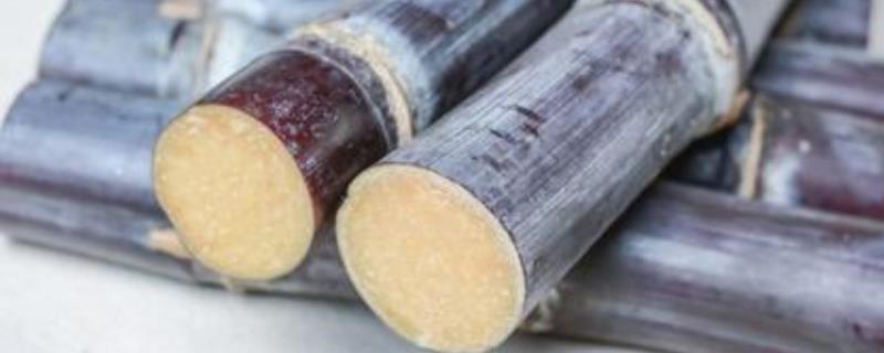 甘蔗施什么肥料最甜（長的高快）