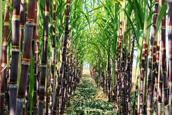 甘蔗施什么肥料最甜(長的高快)