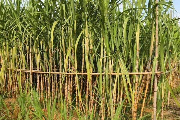 甘蔗施什么肥料最甜(長的高快)