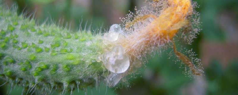 治灰霉病的農(nóng)藥特效藥有哪些