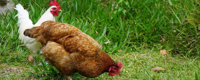 沒有一點經(jīng)驗可以養(yǎng)雞嗎,要注意哪些事項