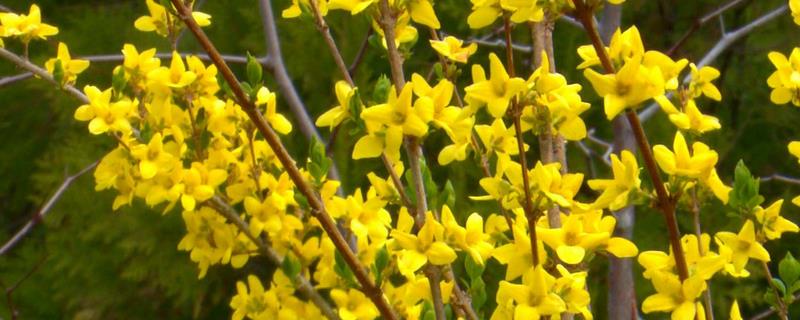 連翹種植幾年可收益，附成本利潤及前景分析