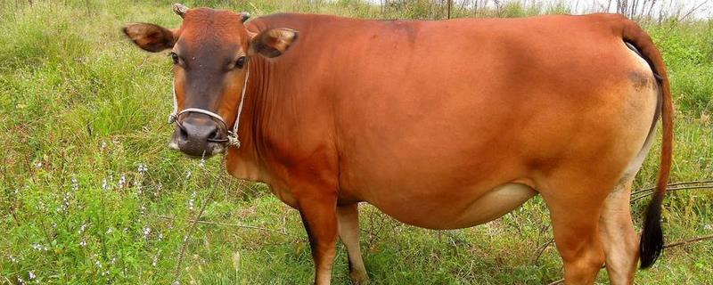 養(yǎng)牛10頭利潤與成本,風(fēng)險大嗎,要注意什么