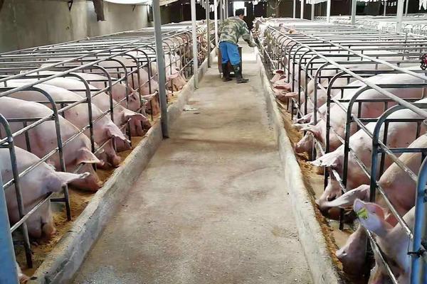 妊娠母豬尿石灰尿怎么辦,附預防及治療方法