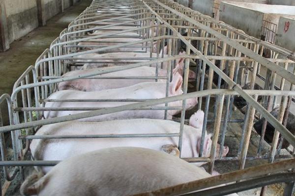 妊娠母豬尿石灰尿怎么辦,附預防及治療方法