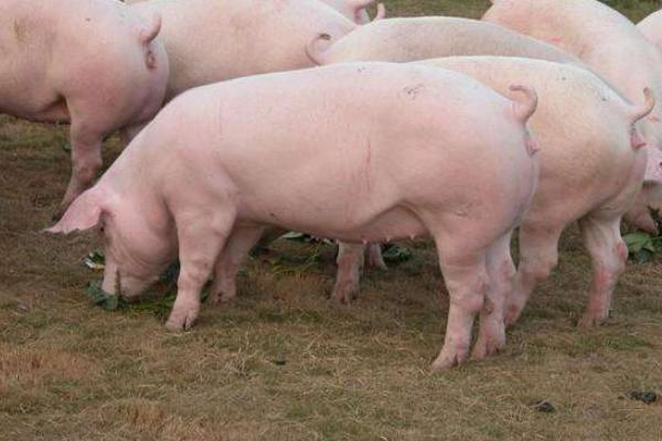 妊娠母豬尿石灰尿怎么辦,附預防及治療方法