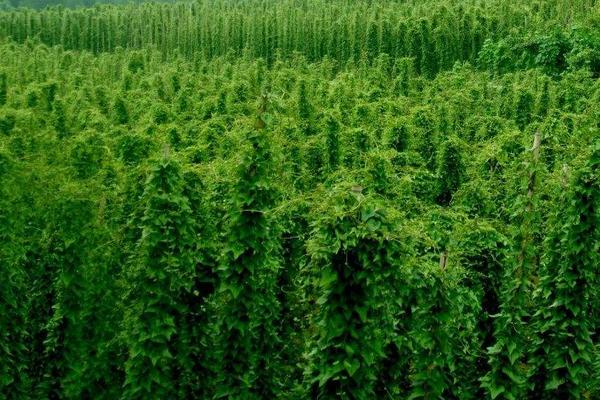 山藥(種子)怎么種植,附詳細(xì)種植技術(shù)