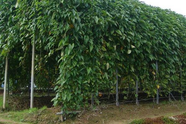 山藥(種子)怎么種植,附詳細(xì)種植技術(shù)