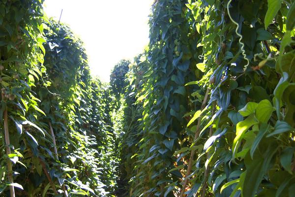 山藥(種子)怎么種植,附詳細(xì)種植技術(shù)