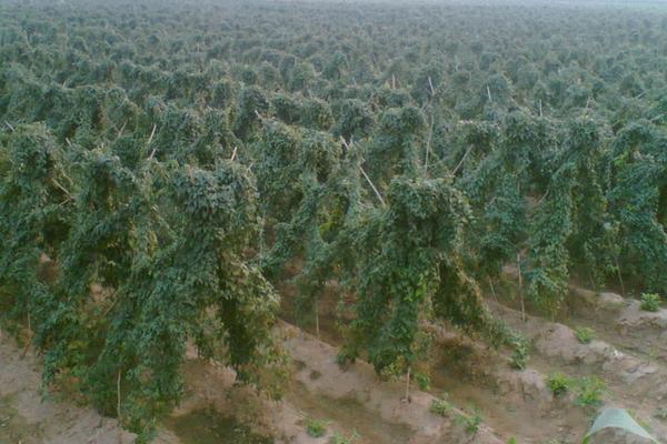 山藥(種子)怎么種植,附詳細(xì)種植技術(shù)