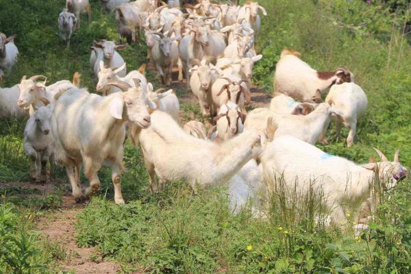 一只羊多少斤?能出多少斤肉,骨頭多少斤?