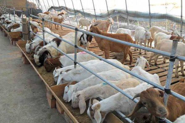 一只羊多少斤?能出多少斤肉,骨頭多少斤?