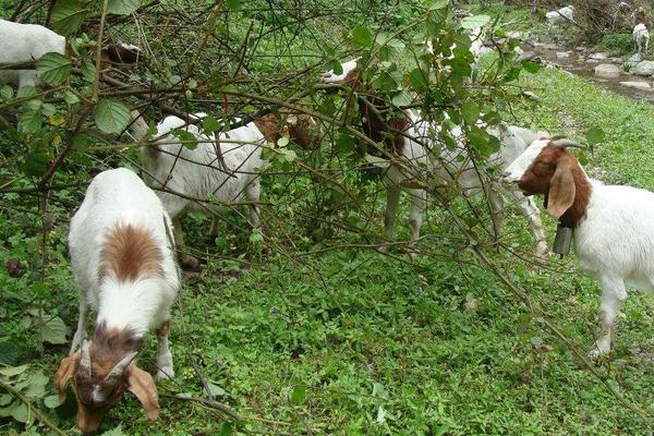 一只羊多少斤?能出多少斤肉,骨頭多少斤?