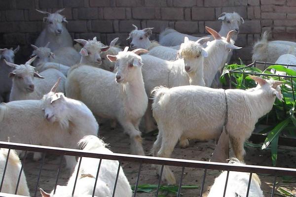 一只羊多少斤?能出多少斤肉,骨頭多少斤?