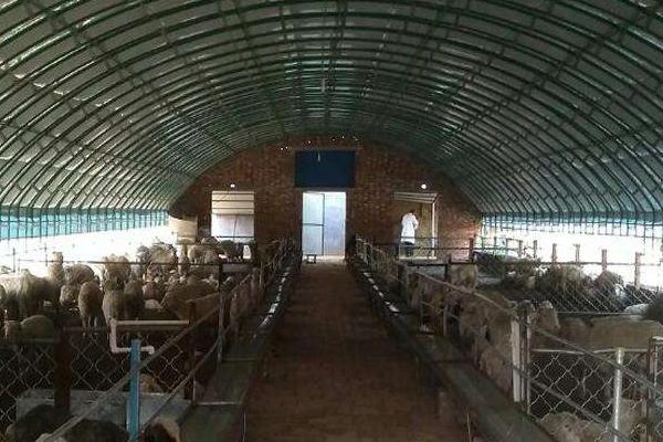 一只羊多少斤?能出多少斤肉,骨頭多少斤?