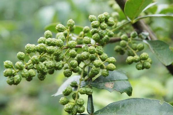 花椒種植市場飽和了嗎，附花椒種植前景及利潤分析