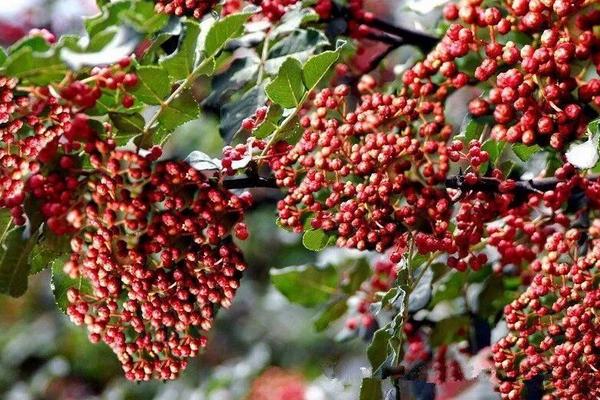 花椒種植市場飽和了嗎，附花椒種植前景及利潤分析