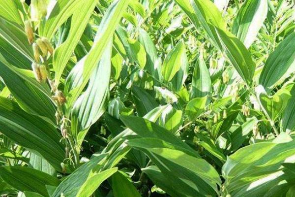 種植5畝黃精畝產成本，附黃精種植條件和方法