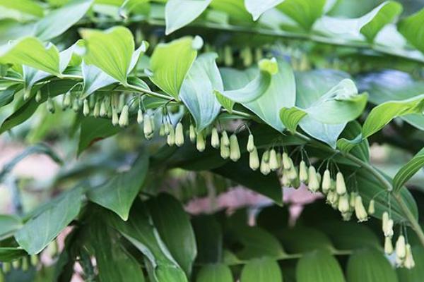 種植5畝黃精畝產成本，附黃精種植條件和方法