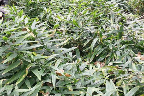 種植5畝黃精畝產成本，附黃精種植條件和方法