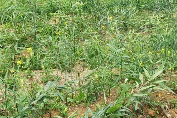 種植5畝黃精畝產成本，附黃精種植條件和方法