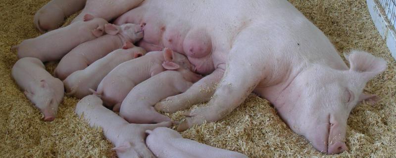 妊娠母豬尿石灰尿怎么辦，附預(yù)防及治療方法