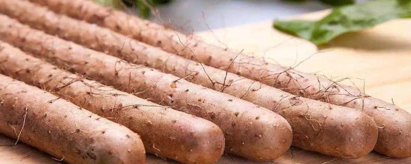 山藥（種子）怎么種植，附詳細種植技術(shù)