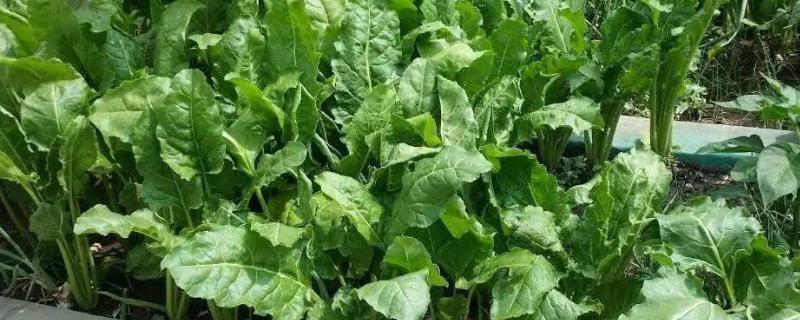 根達菜的種植方法和時間