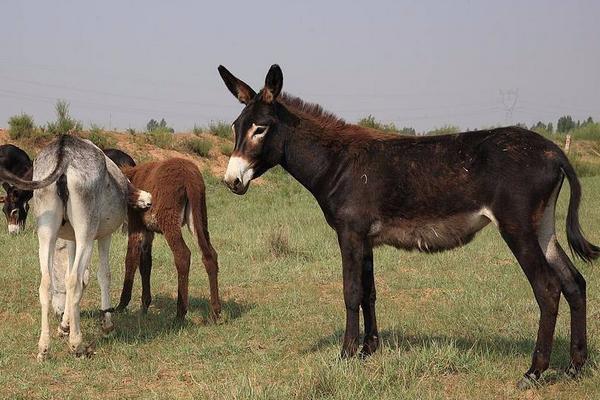養(yǎng)幾頭驢一年掙10萬元，養(yǎng)驢的風(fēng)險(xiǎn)大嗎