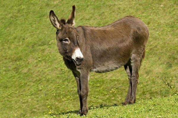 養(yǎng)幾頭驢一年掙10萬元，養(yǎng)驢的風(fēng)險(xiǎn)大嗎