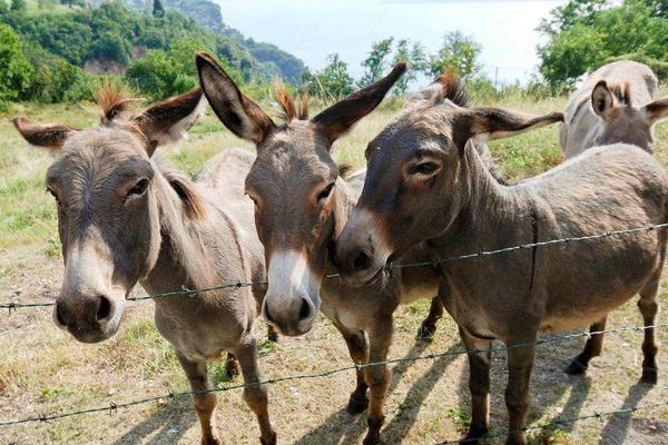 養(yǎng)幾頭驢一年掙10萬元，養(yǎng)驢的風(fēng)險(xiǎn)大嗎