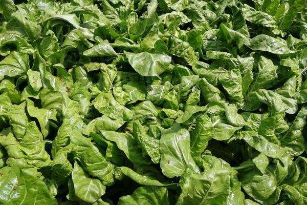 根達菜的種植方法和時間