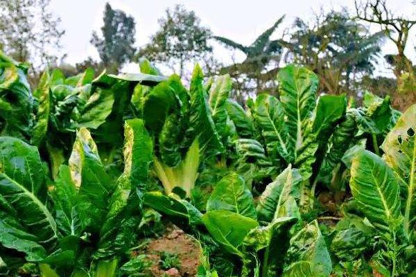 根達菜的種植方法和時間