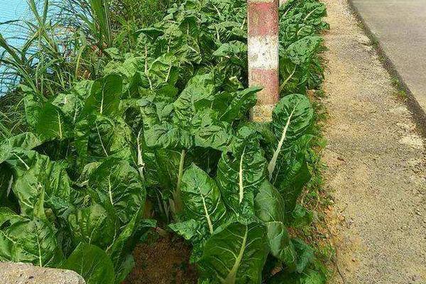 根達菜的種植方法和時間