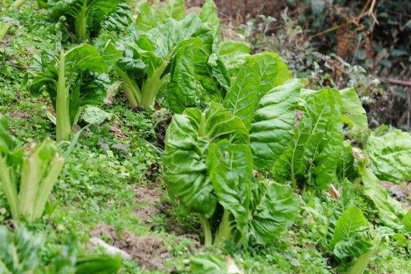 根達菜的種植方法和時間