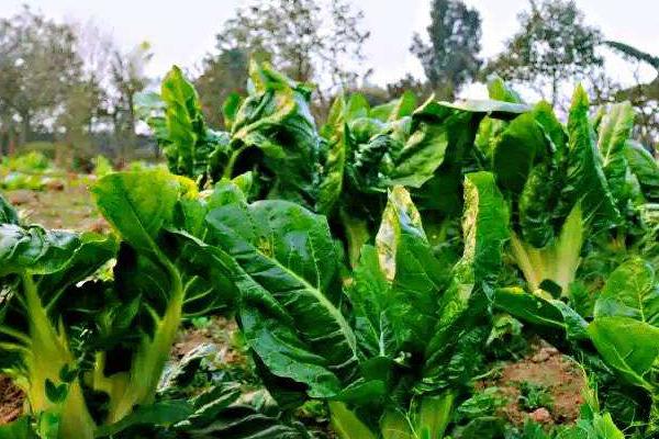 根達菜的種植方法和時間