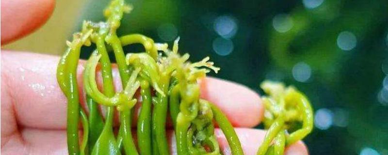 海帶苗怎么做好吃，附海帶苗的功效與作用