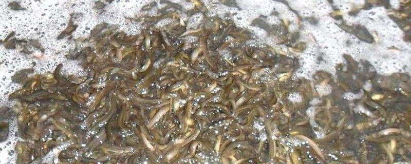 泥鰍養殖失敗的人多嗎，附失敗的原因分析