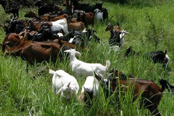 羊吃羊毛最快的治療方法,是什么原因?