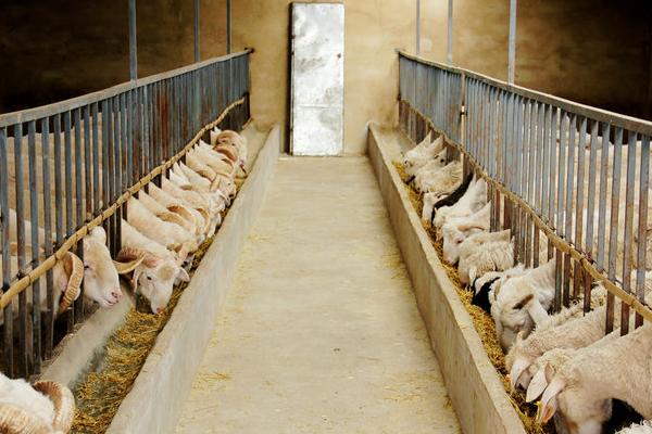 羊吃羊毛最快的治療方法,是什么原因?