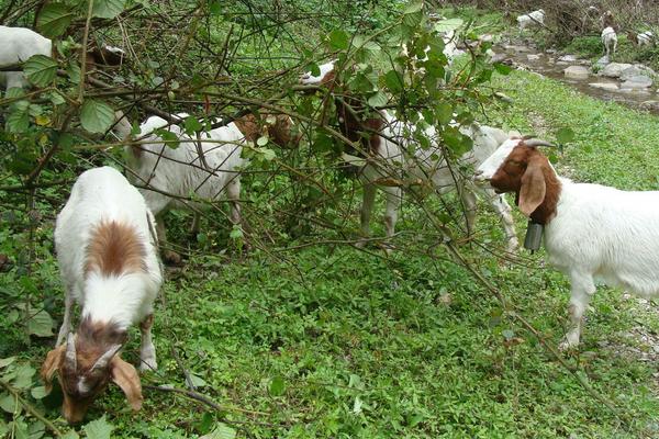 羊吃羊毛最快的治療方法,是什么原因?