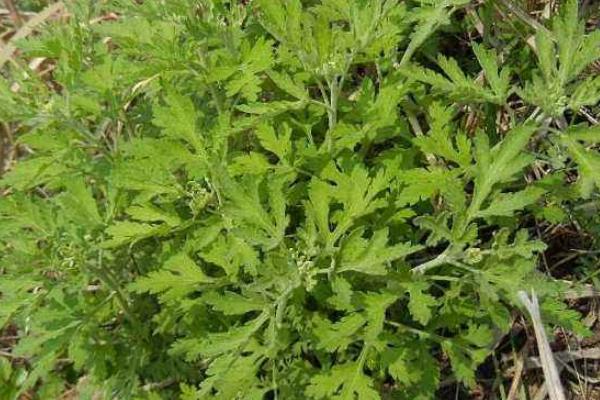 野菊花苗的功效與作用及食用方法