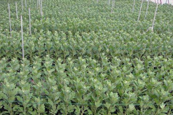 野菊花苗的功效與作用及食用方法